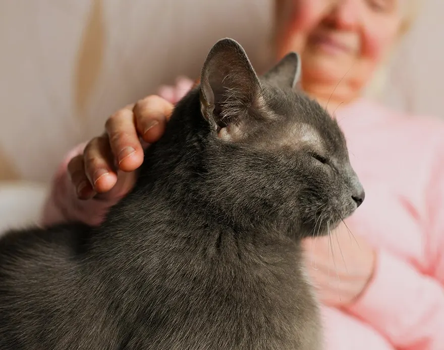 Personne âgée carressant son chat