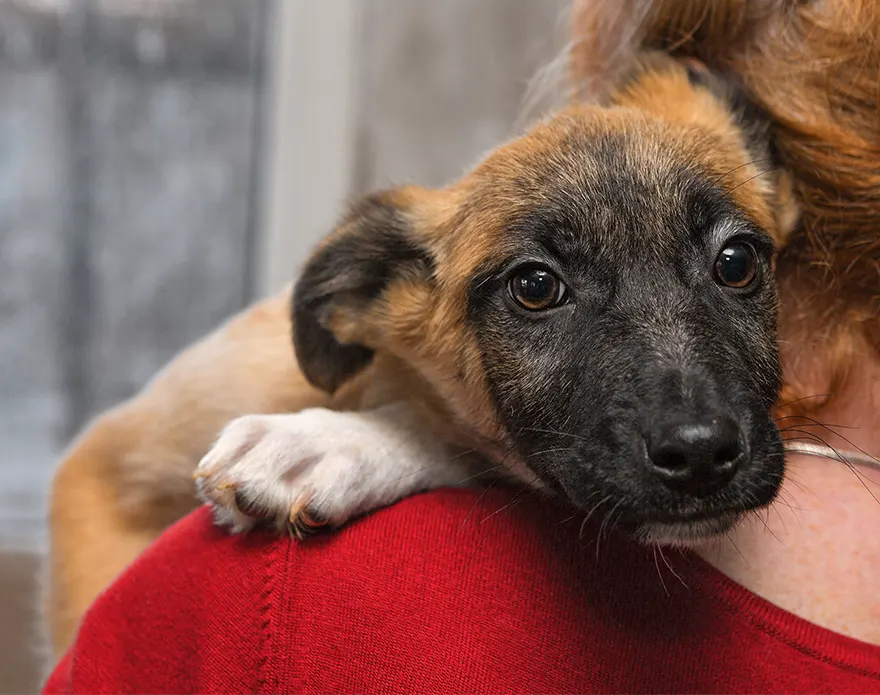 Un chien dans les bras d'une femme