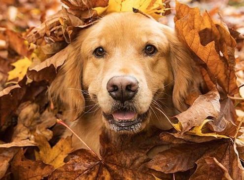 L'automne et ses dangers pour les animaux
