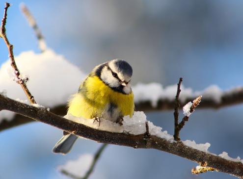 Les oiseaux en hiver