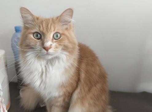 Simba