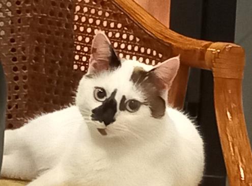 Coton