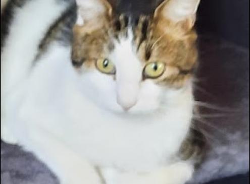 Poupouce
