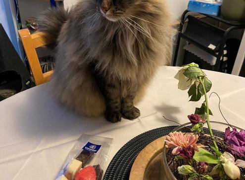 Mimi