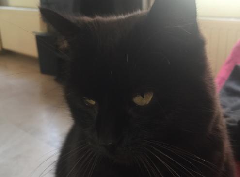 Zorro