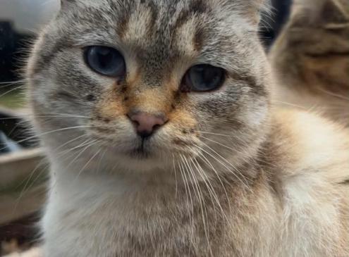 Artemis
