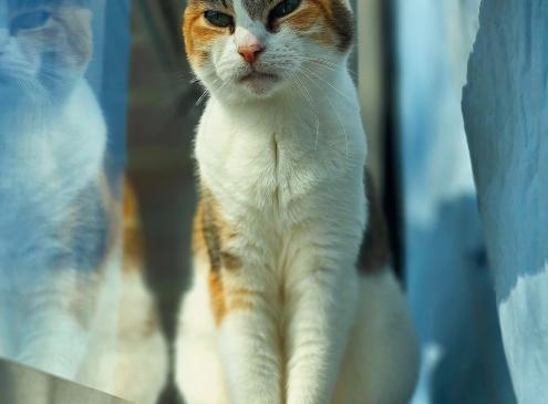Duchesse 