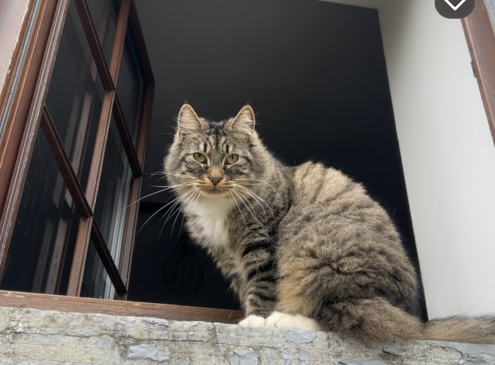 Simba