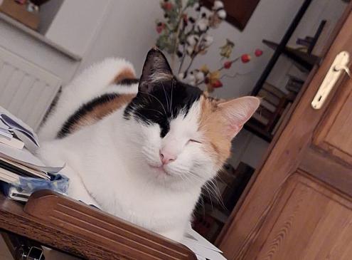 Nala