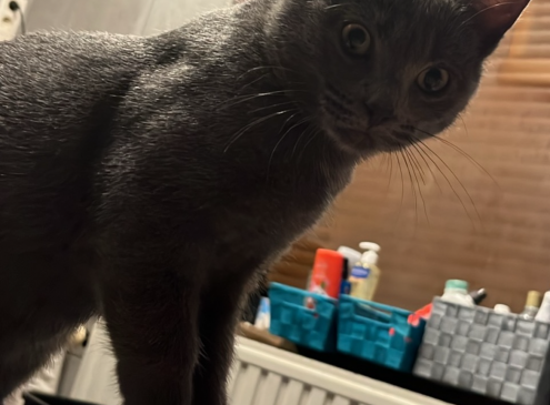 Ziggy
