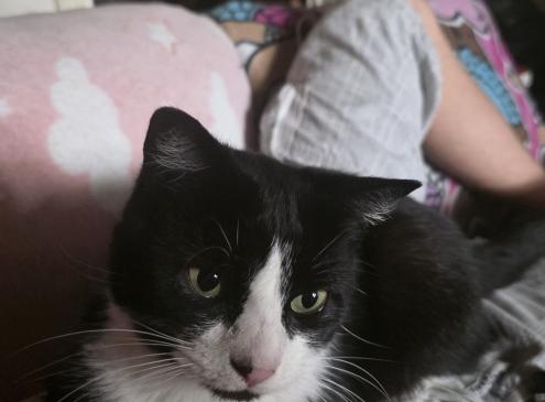 Pitchu (sur la puce Alix)