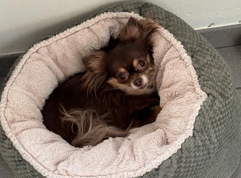 Praline 