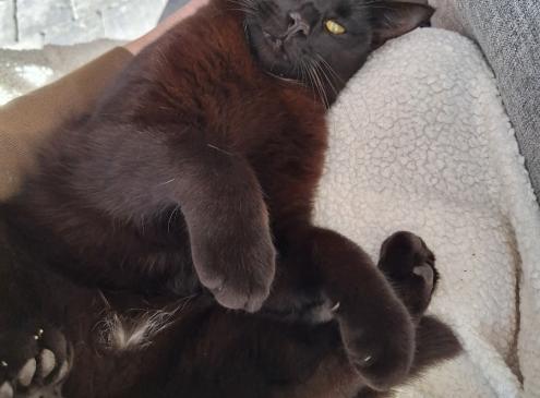 Câlin 