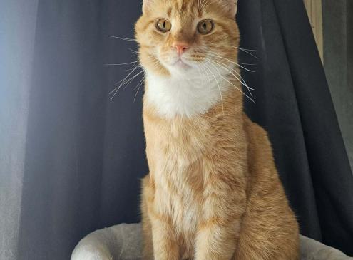 Tigrou