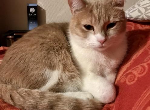 Tigrou