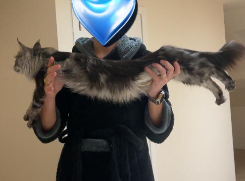 Uliccia 