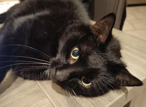 Blacky 