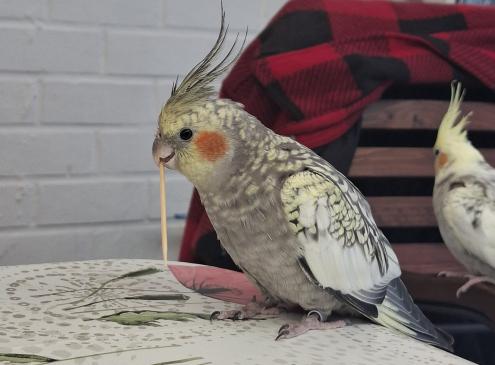 Lulu