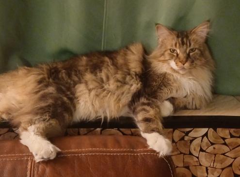 Tigrou 