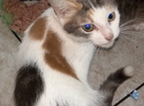 Lio 