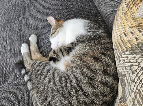Noisette 