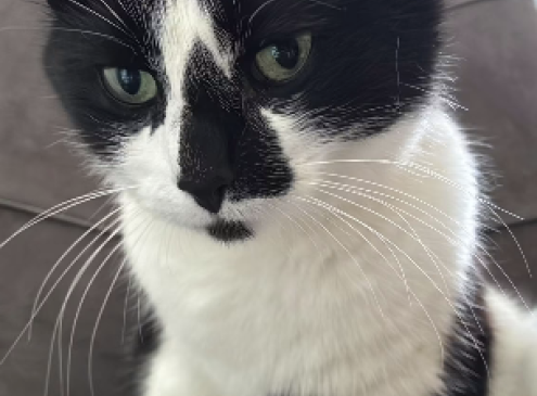 OREO