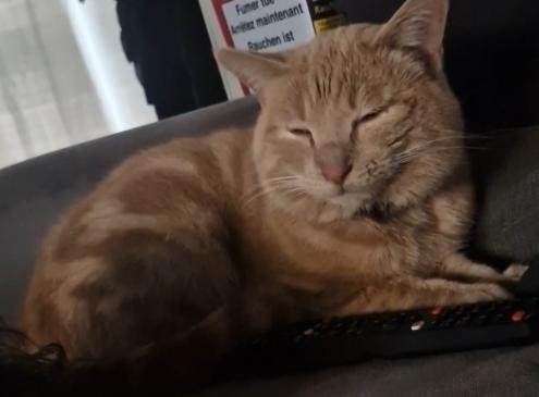 Garfield 