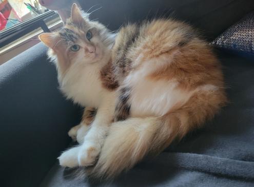 Zira ( répond au nom de Chouchou ) 
