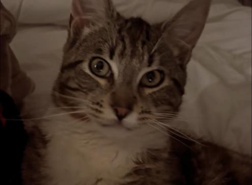 Poupouce 