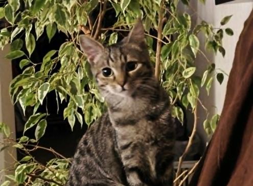 Lilou