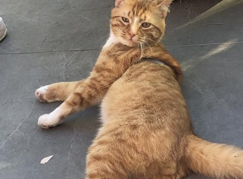 Tigrou