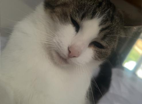 Poupouce