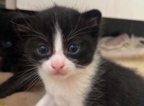 Figaro