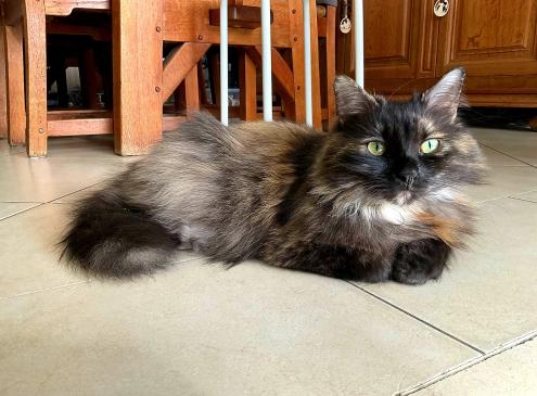 Mimi