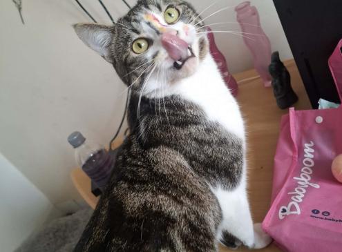 Koda