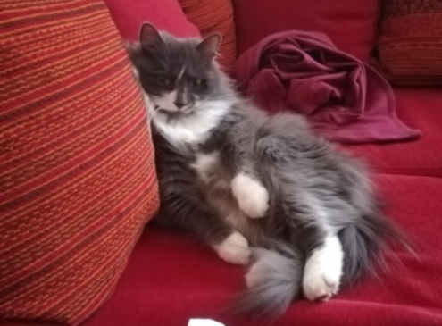 Zélie