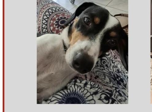 Pepito