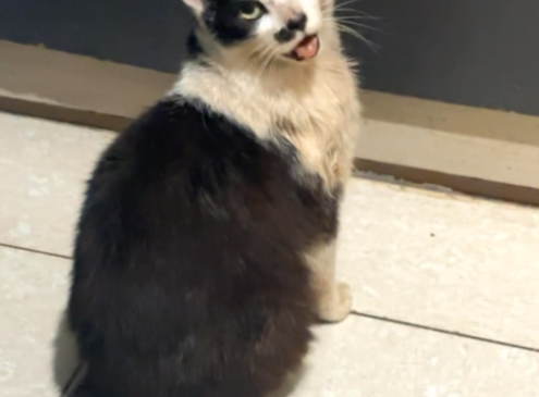 Félix 