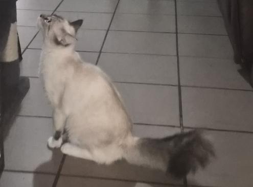 Perla