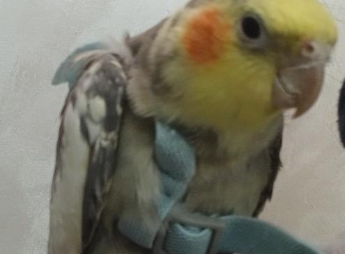Elvis