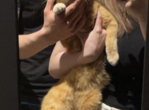 Pépito 