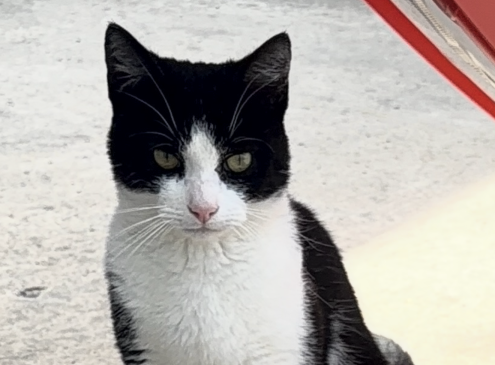 Figaro 