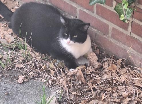 Milo