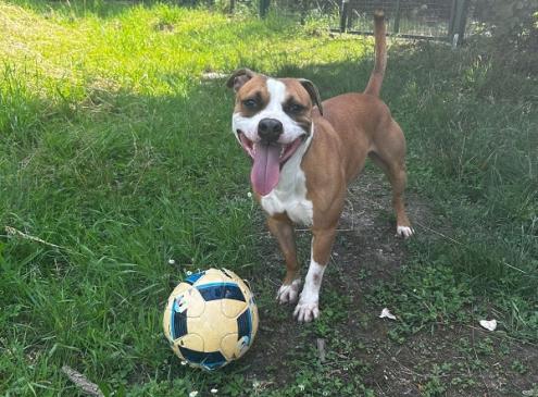 Léo