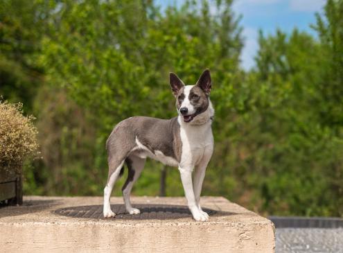Kosmo