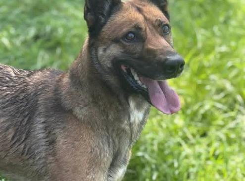 Nala
