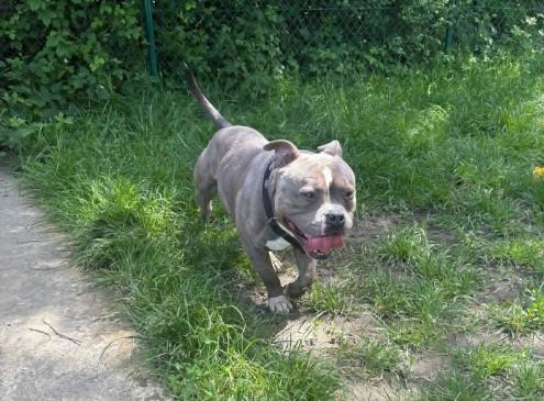 Bluey